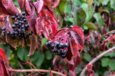 Mısırağacı (Cornus sanguinea), renkli sonbahar yaprakları. Çalının dalında olgunlaşan mısır gevreği meyveleri..