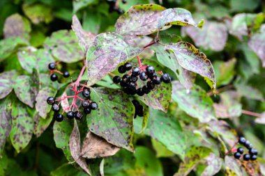 Mısırağacı (Cornus sanguinea), renkli sonbahar yaprakları. Çalının dalında olgunlaşan mısır gevreği meyveleri..