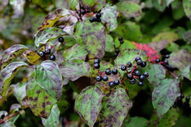 Mısırağacı (Cornus sanguinea), renkli sonbahar yaprakları. Çalının dalında olgunlaşan mısır gevreği meyveleri..