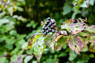 Mısırağacı (Cornus sanguinea), renkli sonbahar yaprakları. Çalının dalında olgunlaşan mısır gevreği meyveleri..