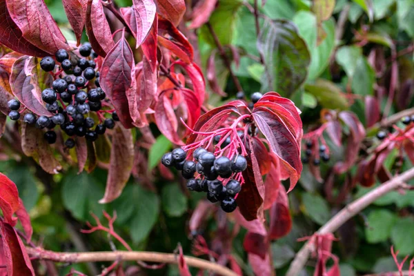 一般的なドッグウッド コーナス サンギネア カラフルな秋の葉 コーナス サンギネアの果実はブッシュの枝に熟します — ストック写真