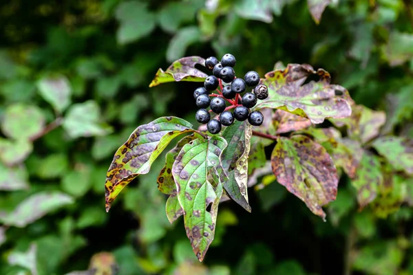 一般的なドッグウッド コーナス サンギネア カラフルな秋の葉 コーナス サンギネアの果実はブッシュの枝に熟します — ストック写真