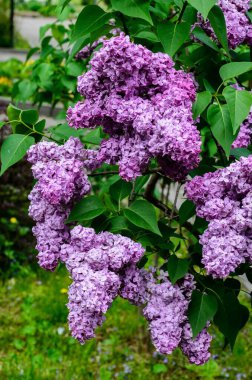 Büyük leylak dalları çiçek açar. Bahar leylaklarının parlak çiçekleri. Bulanık arka planda bahar mavisi leylak çiçekleri. Bir buket mor çiçek.