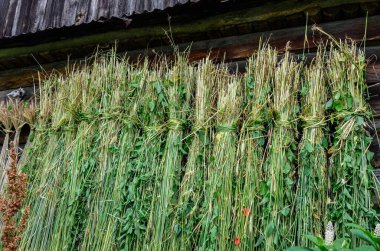 Dry wheat seeds hung in front of the house .preparation of material for weaving.the process of preparing straw for weaving art products.