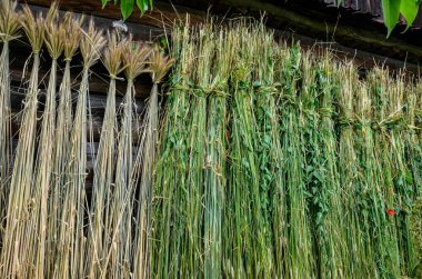 Dry wheat seeds hung in front of the house .preparation of material for weaving.the process of preparing straw for weaving art products.
