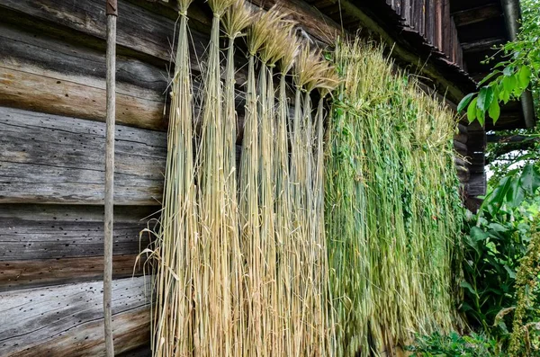 Dry Wheat Seeds Hung Front House Preparation Material Weaving Process — Stockfoto