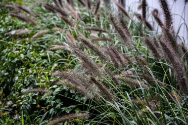 Pennisetum alopecuroides bahçe bitkisi. Pennisetum alopecuroides 'in parkta yetişen tilki kuyruğu otları, güzel sonbahar çimenleri sürüsü, doğaya düşüş. .