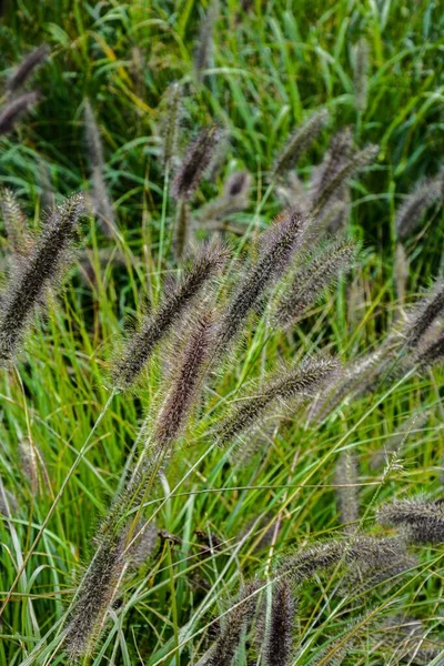Pennisetum Alopecuroides Garden Plant Pennisetum Alopecuroides Hameln Foxtail Spring Grass — 스톡 사진