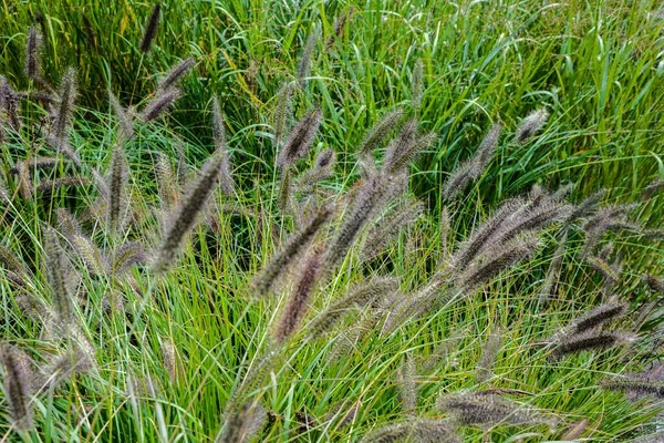 Pennisetum Alopecuroides Tuin Plant Pennisetum Alopecuroides Hameln Vosstaartfontein Gras Groeien — Stockfoto