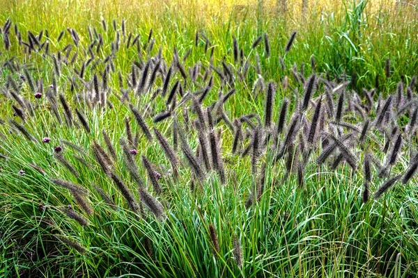 Pennisetum Alopecuroides Garden Plant Pennisetum Alopecuroides Hameln Foxtail Spring Grass — 스톡 사진