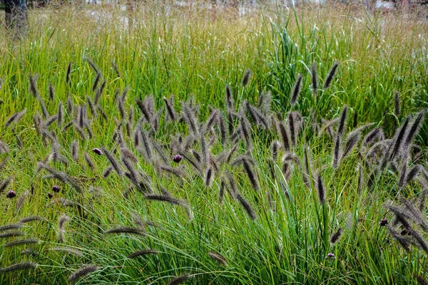 Pennisetum Alopecuroides Kerti Növény Pennisetum Alopecuroides Hameln Foxtail Szökőkút Parkban — Stock Fotó