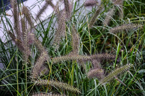 Pennisetum Alopecuroides Garden Plant Pennisetum Alopecuroides Hameln Foxtail Fountain Grass — Stock Photo, Image