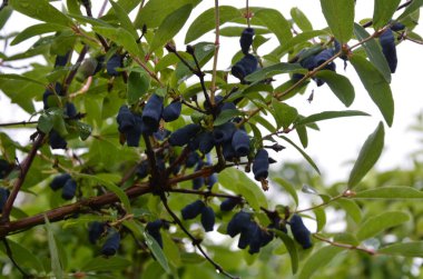 Mavi olgun böğürtlen dalında bir çalıdan yapraklar (Lonicera edulis, Loncera caerulea)