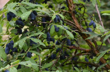 Mavi olgun böğürtlen dalında bir çalıdan yapraklar (Lonicera edulis, Loncera caerulea)