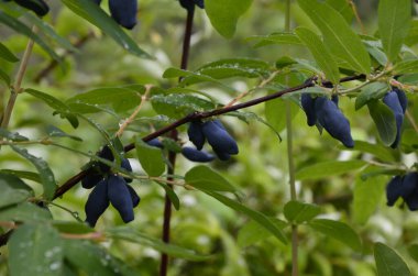 Mavi olgun böğürtlen dalında bir çalıdan yapraklar (Lonicera edulis, Loncera caerulea)