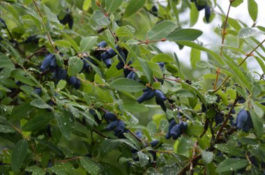 Mavi olgun böğürtlen dalında bir çalıdan yapraklar (Lonicera edulis, Loncera caerulea)