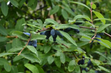 Mavi olgun böğürtlen dalında bir çalıdan yapraklar (Lonicera edulis, Loncera caerulea)