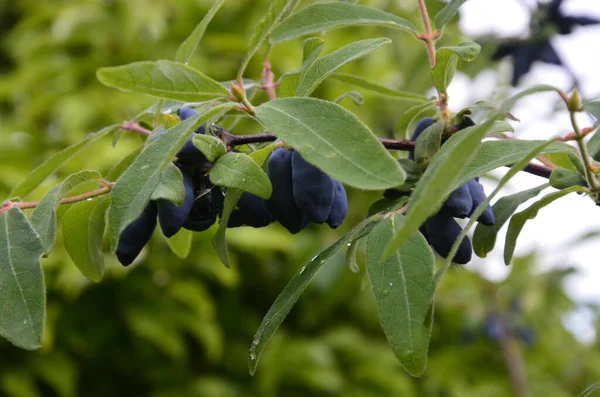 나뭇가지에 젖먹이의 열매와 Lonicera Edulis Loncera Caerulea — 스톡 사진