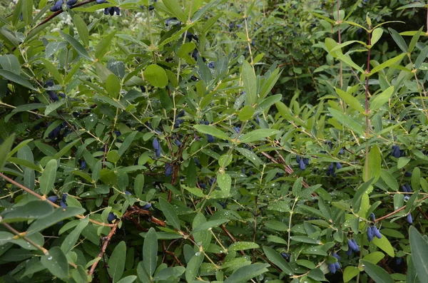 ブッシュの葉を持つ枝にハニーサックルの青い熟した果実 Lonicera Edulis Loncera Caerulea — ストック写真