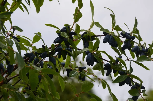 나뭇가지에 젖먹이의 열매와 Lonicera Edulis Loncera Caerulea — 스톡 사진