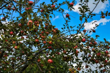 Elmalı elma ağacı. Bahçedeki ağaç. Birçok olgun kırmızı elma bahçedeki bir elma ağacına asılır..