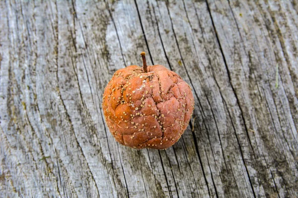 Ascomycete Patojenik Monilia Mantarının Sebep Olduğu Meyve Çürüğü Birkaç Çürük — Stok fotoğraf