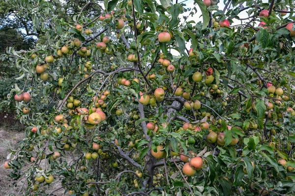 stock image Apple tree with apples. The tree in the garden. Many red ripe apples hang on an apple tree in the garden.