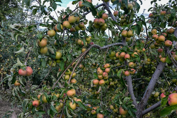 リンゴとリンゴの木 庭の木 庭のリンゴの木にはたくさんの赤い熟れたリンゴがかかっています — ストック写真