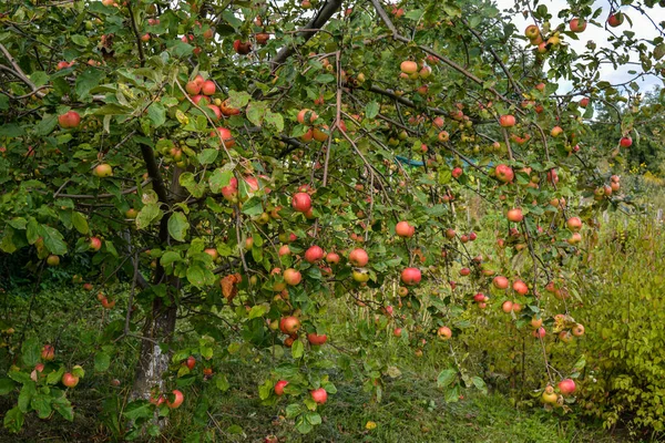 Appelboom Met Appels Boom Tuin Veel Rode Rijpe Appels Hangen — Stockfoto