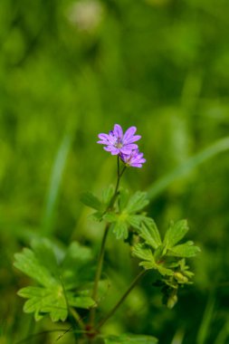 Geranium pyrenaicum açık alanda çiçek açıyor. Yüksek kaliteli fotoğraf. Çitçik vinç gagalı mor çiçekler (Geranium pyrenaicum).