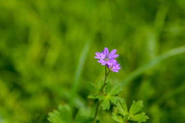 Geranium pyrenaicum açık alanda çiçek açıyor. Yüksek kaliteli fotoğraf. Çitçik vinç gagalı mor çiçekler (Geranium pyrenaicum).