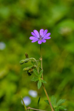 Geranium pyrenaicum açık alanda çiçek açıyor. Yüksek kaliteli fotoğraf. Çitçik vinç gagalı mor çiçekler (Geranium pyrenaicum).