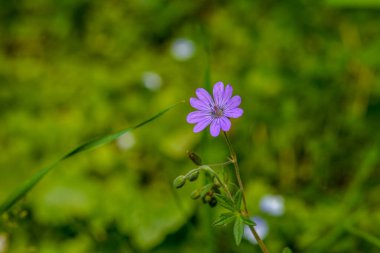 Geranium pyrenaicum açık alanda çiçek açıyor. Yüksek kaliteli fotoğraf. Çitçik vinç gagalı mor çiçekler (Geranium pyrenaicum).