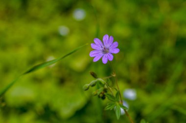 Geranium pyrenaicum açık alanda çiçek açıyor. Yüksek kaliteli fotoğraf. Çitçik vinç gagalı mor çiçekler (Geranium pyrenaicum).