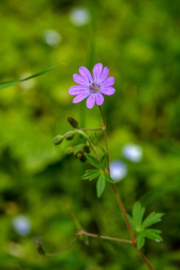 Geranium pyrenaicum açık alanda çiçek açıyor. Yüksek kaliteli fotoğraf. Çitçik vinç gagalı mor çiçekler (Geranium pyrenaicum).