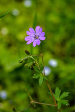 Geranium pyrenaicum açık alanda çiçek açıyor. Yüksek kaliteli fotoğraf. Çitçik vinç gagalı mor çiçekler (Geranium pyrenaicum).