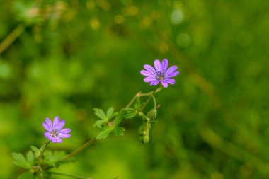 Geranium pyrenaicum açık alanda çiçek açıyor. Yüksek kaliteli fotoğraf. Çitçik vinç gagalı mor çiçekler (Geranium pyrenaicum).