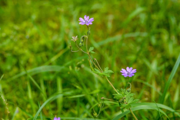 野外でのゼラニウムのピレナシウムの開花 高品質の写真 ヘッジロー クラネビルの紫色の花 Geranium Pyrenaicum — ストック写真