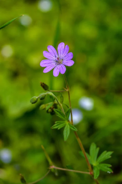 Geranium Pyrenaicum Virágzik Szabadföldön Kiváló Minőségű Fénykép Bíborvirág Sövénydaru Geranium — Stock Fotó
