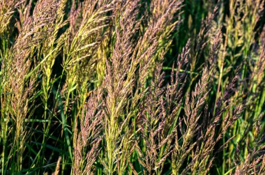 Calamagrostis epigejos, Poaceae familyasından bir çim türü..
