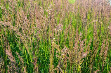 Calamagrostis epigejos, Poaceae familyasından bir çim türü..