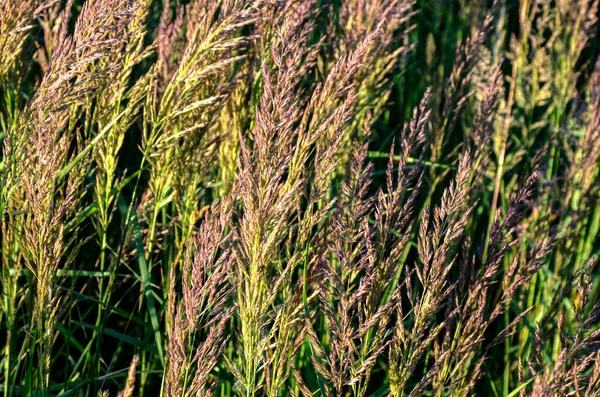 Calamagrostis Epigejos Common Names Wood Small Reed Bush Grass Species — Stock Photo, Image