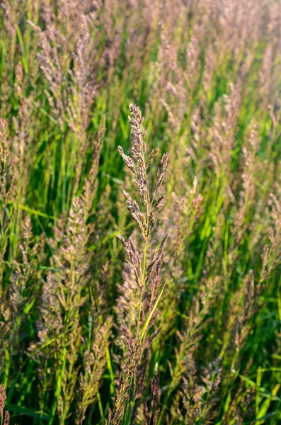 Calamagrostis Epigejos Common Names Wood Small Reed Bush Grass Species — Stock Photo, Image