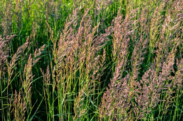 Calamagrostis epigejos, Poaceae familyasından bir çim türü..