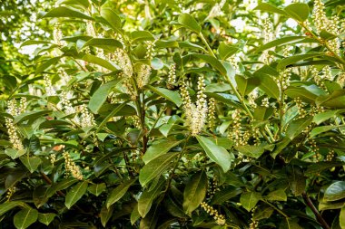 Kiraz Laurel veya Alelade Laurel (Prunus laurocerasus, Laurocerasus officinalis) çiçek ve yapraklar, süs çiti. Prunus laurocerasus, kiraz defne, ilkbaharda beyaz çiçekli yeşil çalı.