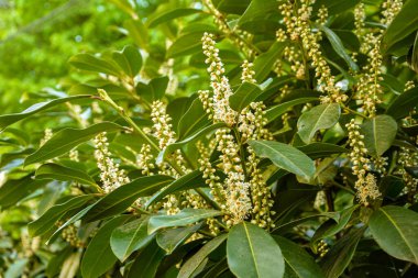 Kiraz Laurel veya Alelade Laurel (Prunus laurocerasus, Laurocerasus officinalis) çiçek ve yapraklar, süs çiti. Prunus laurocerasus, kiraz defne, ilkbaharda beyaz çiçekli yeşil çalı.