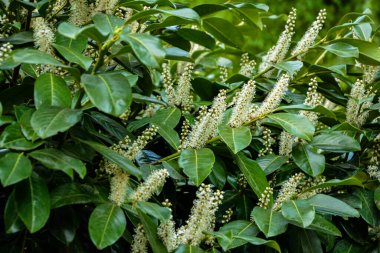 Kiraz Laurel veya Alelade Laurel (Prunus laurocerasus, Laurocerasus officinalis) çiçek ve yapraklar, süs çiti. Prunus laurocerasus, kiraz defne, ilkbaharda beyaz çiçekli yeşil çalı.