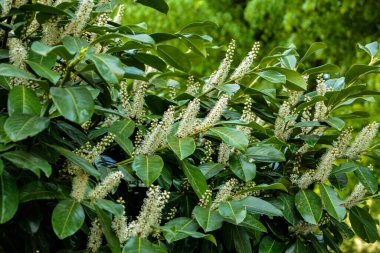 Kiraz Laurel veya Alelade Laurel (Prunus laurocerasus, Laurocerasus officinalis) çiçek ve yapraklar, süs çiti. Prunus laurocerasus, kiraz defne, ilkbaharda beyaz çiçekli yeşil çalı.