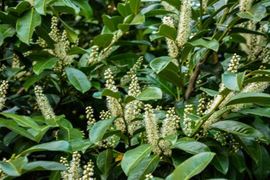 Kiraz Laurel veya Alelade Laurel (Prunus laurocerasus, Laurocerasus officinalis) çiçek ve yapraklar, süs çiti. Prunus laurocerasus, kiraz defne, ilkbaharda beyaz çiçekli yeşil çalı.