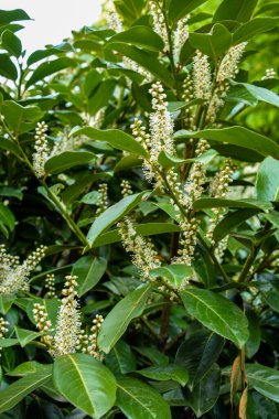 Kiraz Laurel veya Alelade Laurel (Prunus laurocerasus, Laurocerasus officinalis) çiçek ve yapraklar, süs çiti. Prunus laurocerasus, kiraz defne, ilkbaharda beyaz çiçekli yeşil çalı.